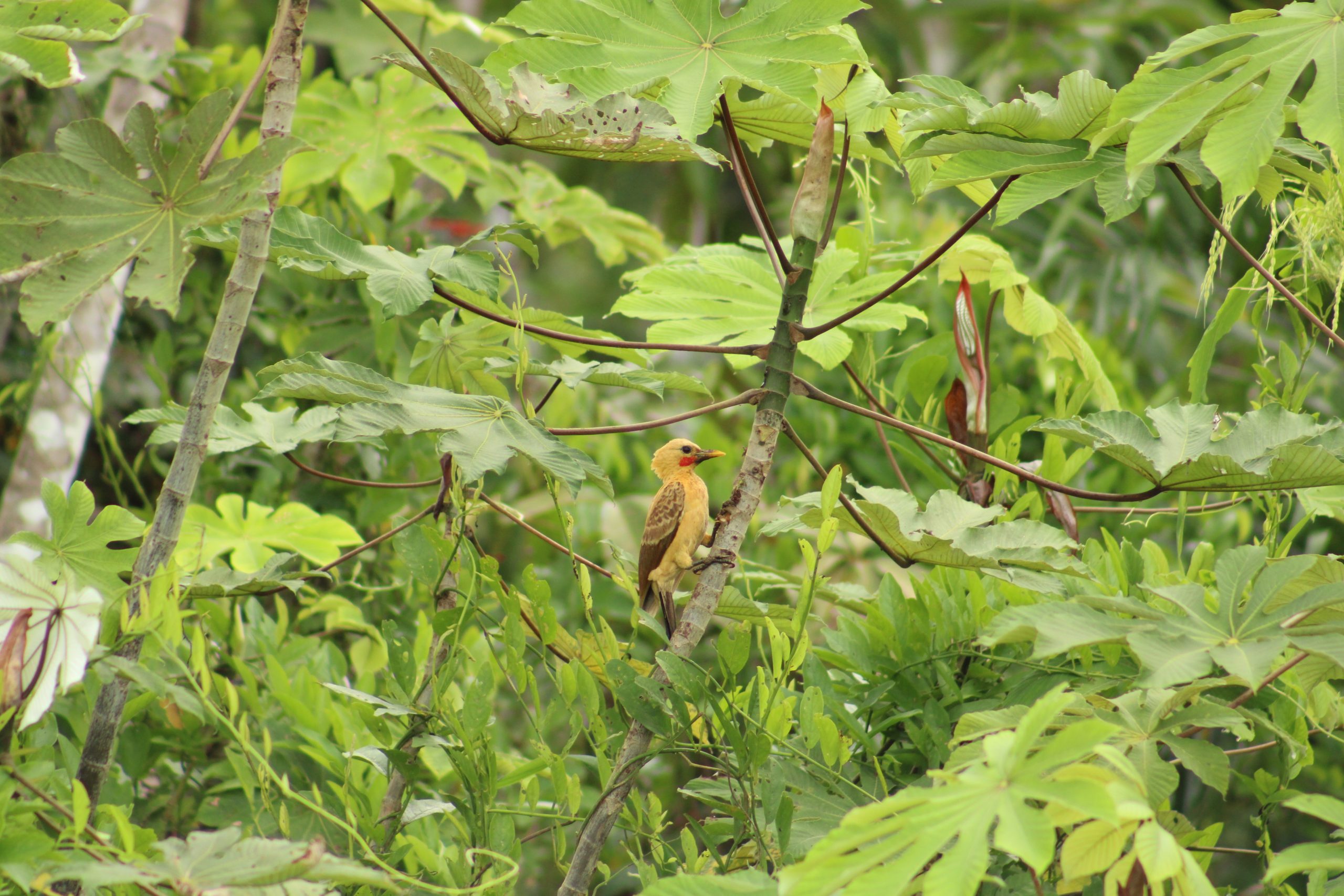 Bird watching amazon jungle